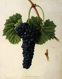 Vitis: Black Frontiniac Grapes