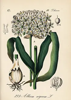 Garlic: Black garlic, Allium nigrum
