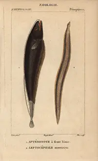 Conger: Black ghost, Apteronotus albifrons, and conger