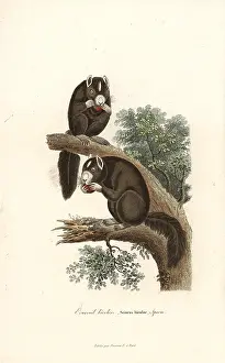 Bicolor: Black giant squirrel or Malayan giant squirrel