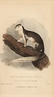 Bicolor: Black giant squirrel or Malayan giant squirrel