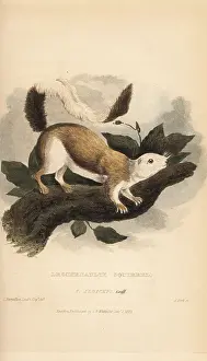 Bicolor: Black giant squirrel or Malayan giant squirrel