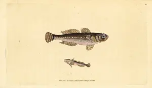 Gobius: Black goby, Gobius niger
