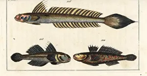 Gobius: Black goby and highfin goby