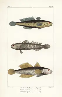 Bosc: Black goby and naked goby