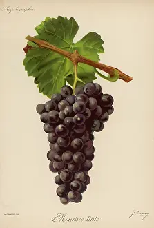 Tinti: BLACK GRAPE FRONCY