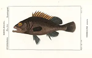 Bream: Black grouper, Mycteroperca bonaci