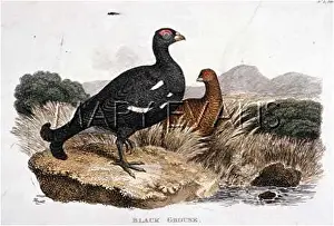 Tetrix: BLACK GROUSE