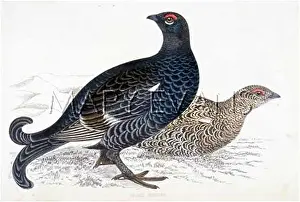 Tetrix: BLACK GROUSE (MORRIS)