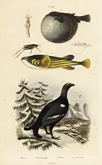 Tetrix: Black grouse, pufferfish and groundhopper