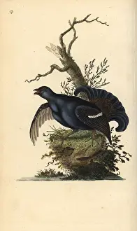 Tetrix: Black grouse, Tetrao tetrix