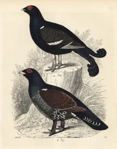 Tetrix: Black grouse and western capercaillie