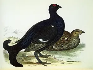 Fawcett: Black Grouses, Tetrao tetriX
