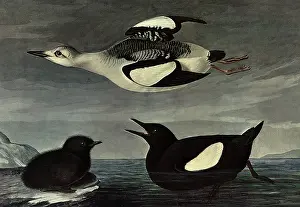 Ledge: Black Guillemot