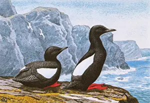 Guillemot: BLACK GUILLEMOT