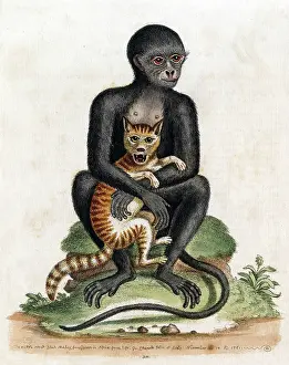Sized: BLACK GUINEA MONKEY