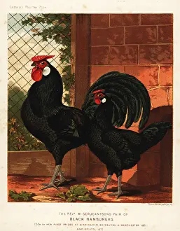 Cassell: Black Hamburgh cock and hen