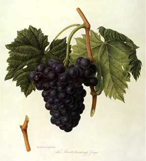 Vitis: Black Hamburgh Grapes