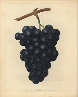 Vitis: Black Hamburgh grapes, Vitis vinifera