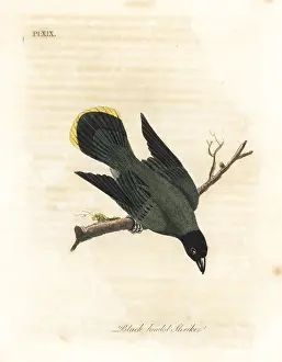 Bulbul: Black-headed bulbul, Pycnonotus atriceps