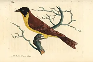 Tanager: Black-headed bunting, Emberiza melanocephala