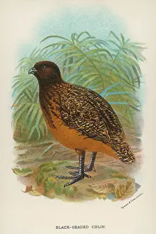 Colins: BLACK-HEADED COLIN