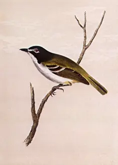 Flycatcher: Black-headed Flycatcher, Vireo atricapillus