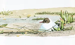 Gillmor: Black-headed Gull