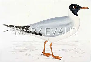 Ridibundus: BLACK-HEADED GULL