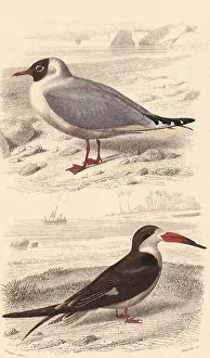 Nigra: A Black-Headed Gull and a Black Skimmer