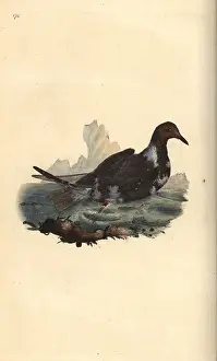 Black Headed: Black-headed gull, Chroicocephalus ridibundus