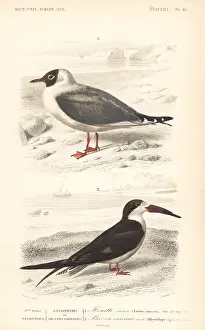 Travies: Black-headed gull, Chroicocephalus ridibundus