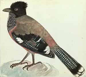 Himalayas: Black-headed Jay, Garrulus lanceolatus