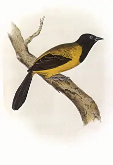 Oriole: Black-headed Oriole, Icterus melanocephalus