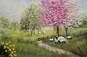 Calico: Black-headed Sheep ? in field with cherry trees