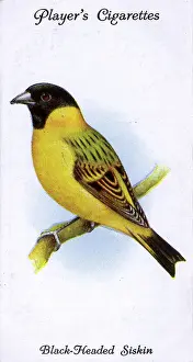 Siskin: Black-Headed Siskin