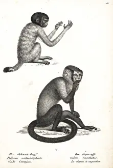 Brodtmann: Black-headed uakari and black capuchin