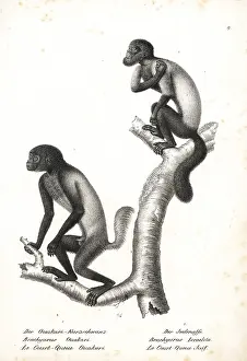 Saki: Black-headed uakari and brown-backed bearded saki