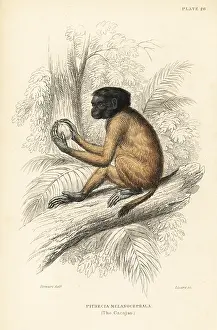 Jardines: Black-headed uakari, Cacajao melanocephalus