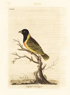 Tanager: Black-headed yellow-collared weaver, Ploceus