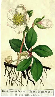 Niger: Black Hellebore or Christmas Rose