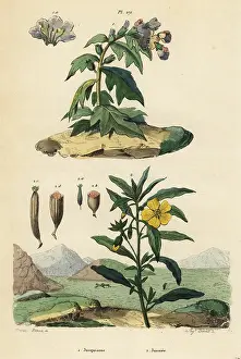 Dumenil: Black henbane and Peruvian primrose-willow
