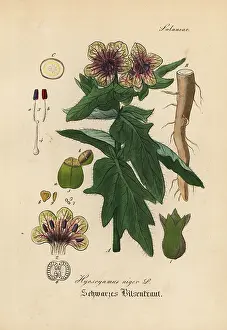 Stinking: Black henbane or stinking nightshade, Hyoscyamus niger