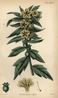 Homeopathy: Black henbane or stinking nightshade, Hyoscyamus niger