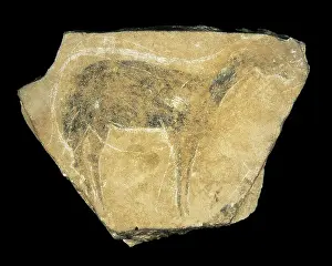 Comunitat: Black hind. Upper Paleolithic. Solutrean. SPAIN