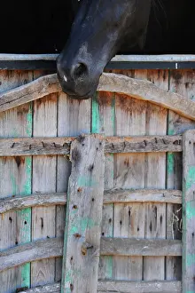 Equine: Black horse, Menorca, Spain