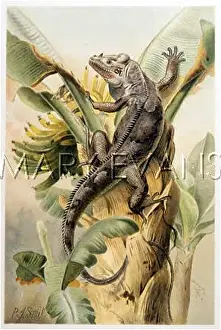 Reptilian: BLACK IGUANA