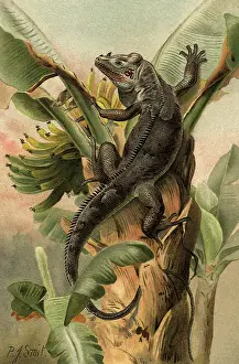 Climbs: Black Iguana in Tree