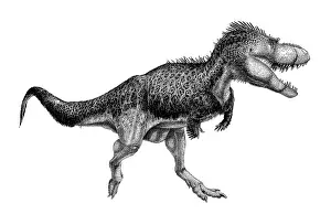 Markings: Black ink drawing of Albertosaurus sarcophagus
