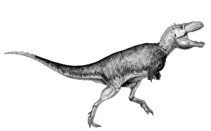 Textured: Black ink drawing of Bistahieversor sealeyi